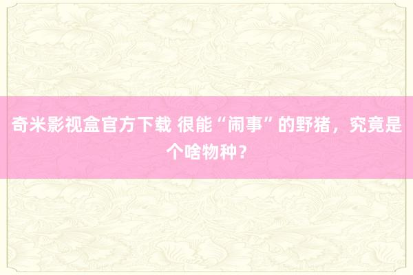 奇米影视盒官方下载 很能“闹事”的野猪，究竟是个啥物种？